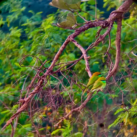 Bee-eaters