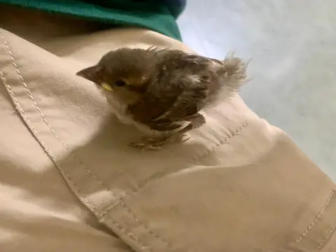 Jack, pet sparrow