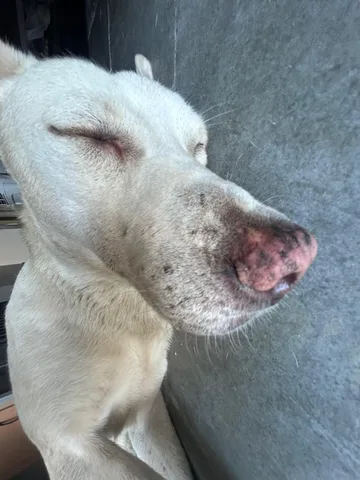 Jimmy Rebel the dog
