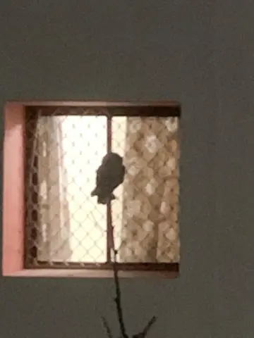 Spotted owlet
