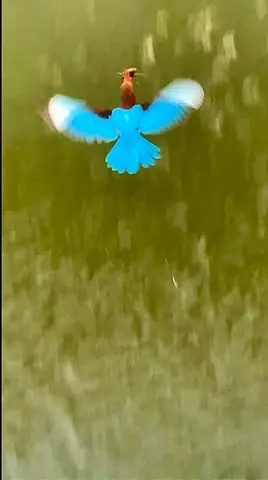 White-throated kingfisher